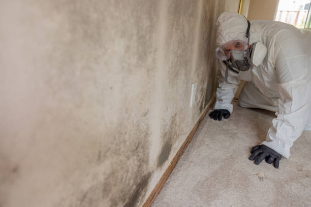 Why You Should Choose Our Mold Remediation Services in Harbor Isle, NY